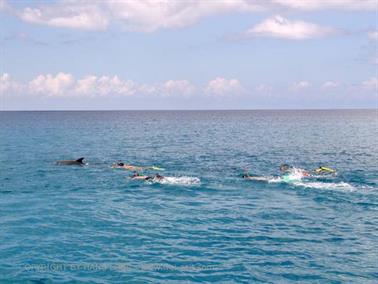 Swimming with dolphins, Zanzibar, DSC07867b